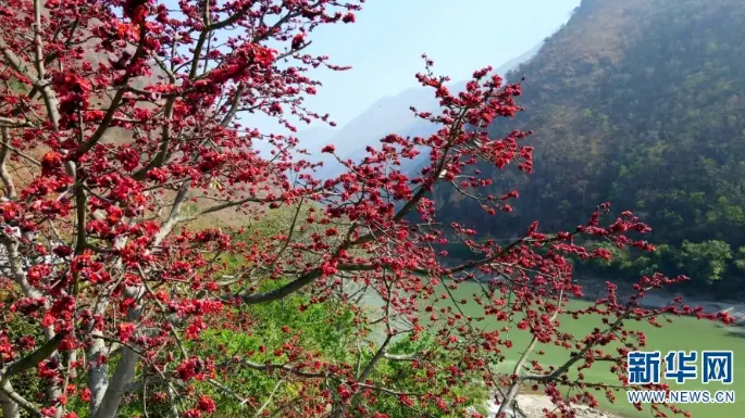 保山木棉花开 红艳怒江之畔