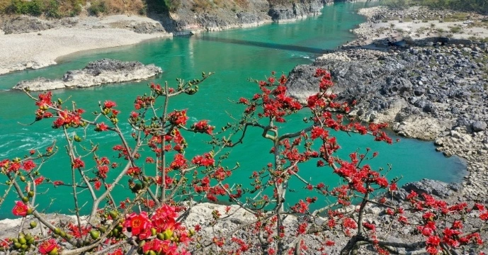 保山木棉花开 红艳怒江之畔