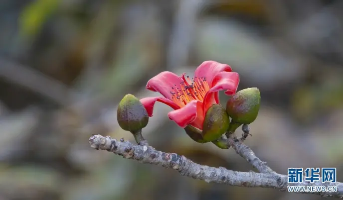 保山木棉花开 红艳怒江之畔