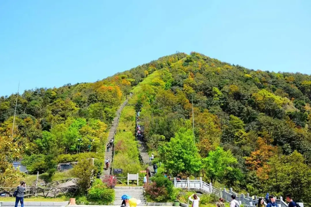 深圳梧桐山，翻涌的云海，满山的杜鹃花，今日份治愈来源它