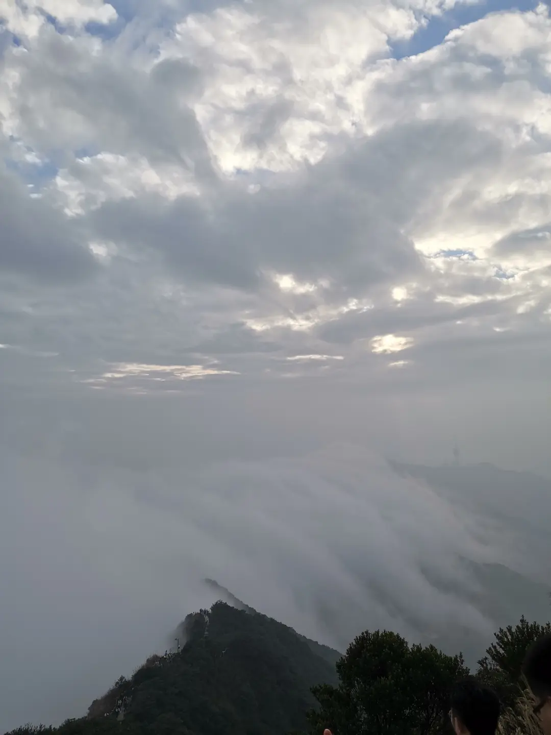 深圳梧桐山，翻涌的云海，满山的杜鹃花，今日份治愈来源它