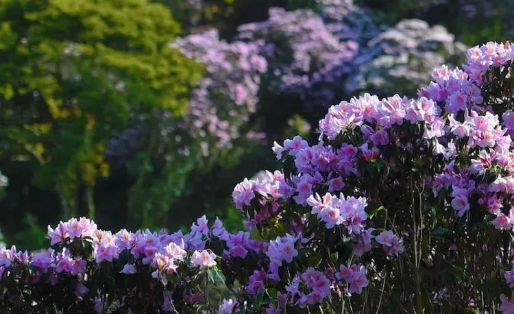 深圳梧桐山，翻涌的云海，满山的杜鹃花，今日份治愈来源它