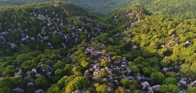 深圳梧桐山，翻涌的云海，满山的杜鹃花，今日份治愈来源它