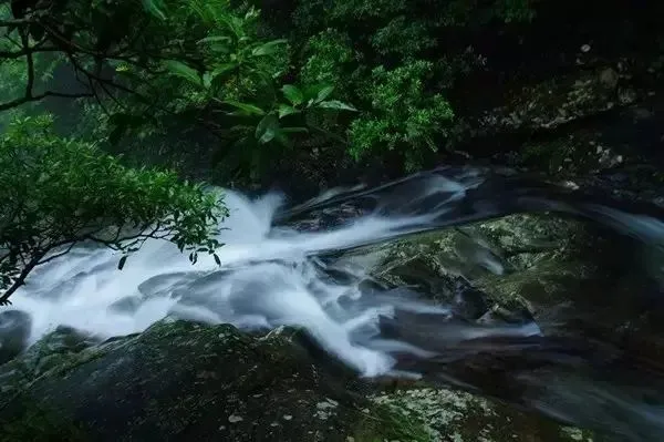 深圳梧桐山，翻涌的云海，满山的杜鹃花，今日份治愈来源它