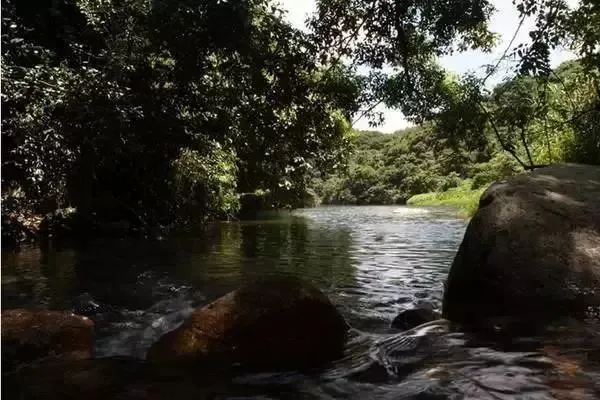 深圳梧桐山，翻涌的云海，满山的杜鹃花，今日份治愈来源它