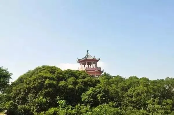 深圳梧桐山，翻涌的云海，满山的杜鹃花，今日份治愈来源它