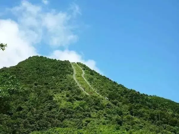 深圳梧桐山，翻涌的云海，满山的杜鹃花，今日份治愈来源它