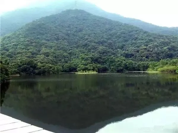 深圳梧桐山，翻涌的云海，满山的杜鹃花，今日份治愈来源它