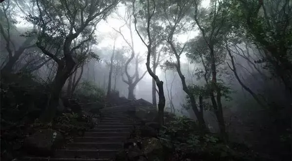 深圳梧桐山，翻涌的云海，满山的杜鹃花，今日份治愈来源它