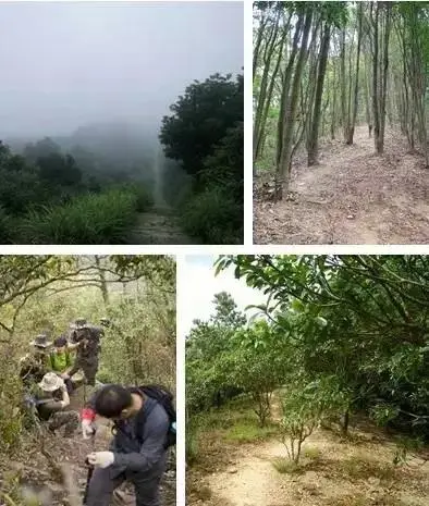 深圳梧桐山，翻涌的云海，满山的杜鹃花，今日份治愈来源它