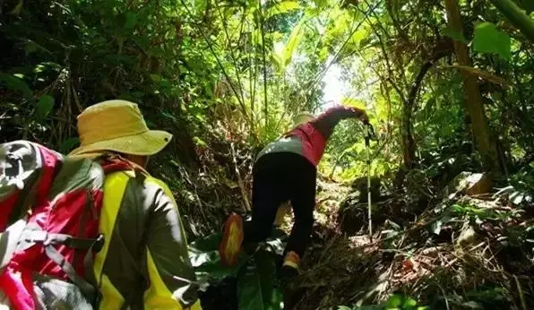 深圳梧桐山，翻涌的云海，满山的杜鹃花，今日份治愈来源它