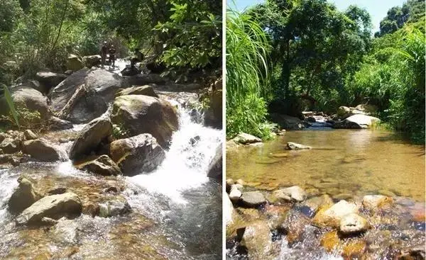 深圳梧桐山，翻涌的云海，满山的杜鹃花，今日份治愈来源它