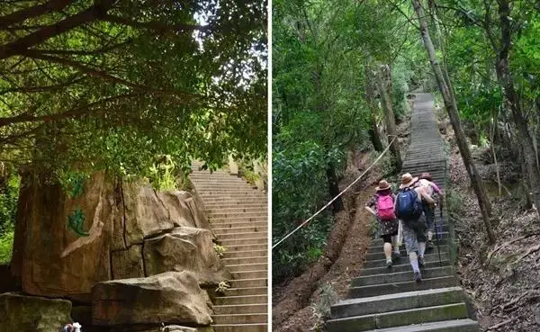 深圳梧桐山，翻涌的云海，满山的杜鹃花，今日份治愈来源它