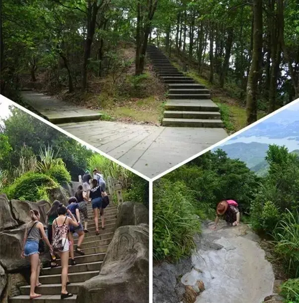 深圳梧桐山，翻涌的云海，满山的杜鹃花，今日份治愈来源它