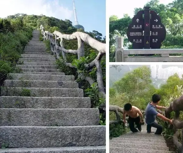 深圳梧桐山，翻涌的云海，满山的杜鹃花，今日份治愈来源它