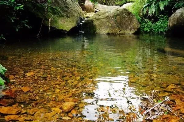 深圳梧桐山，翻涌的云海，满山的杜鹃花，今日份治愈来源它