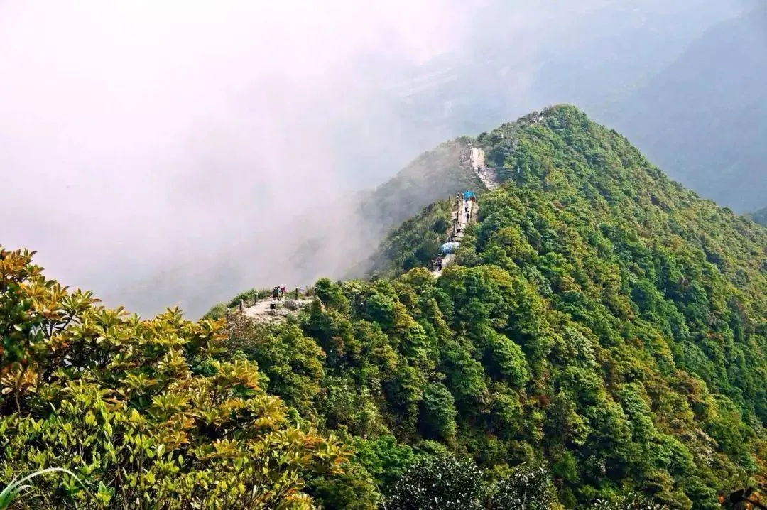 深圳梧桐山，翻涌的云海，满山的杜鹃花，今日份治愈来源它