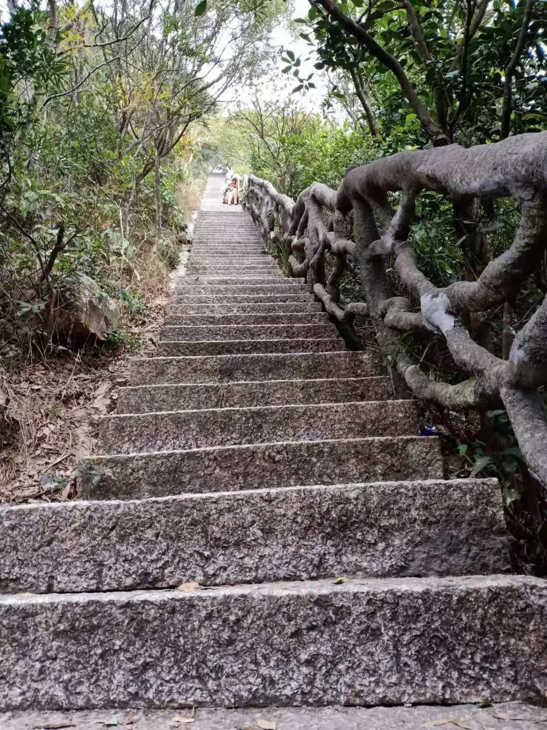 深圳梧桐山，翻涌的云海，满山的杜鹃花，今日份治愈来源它