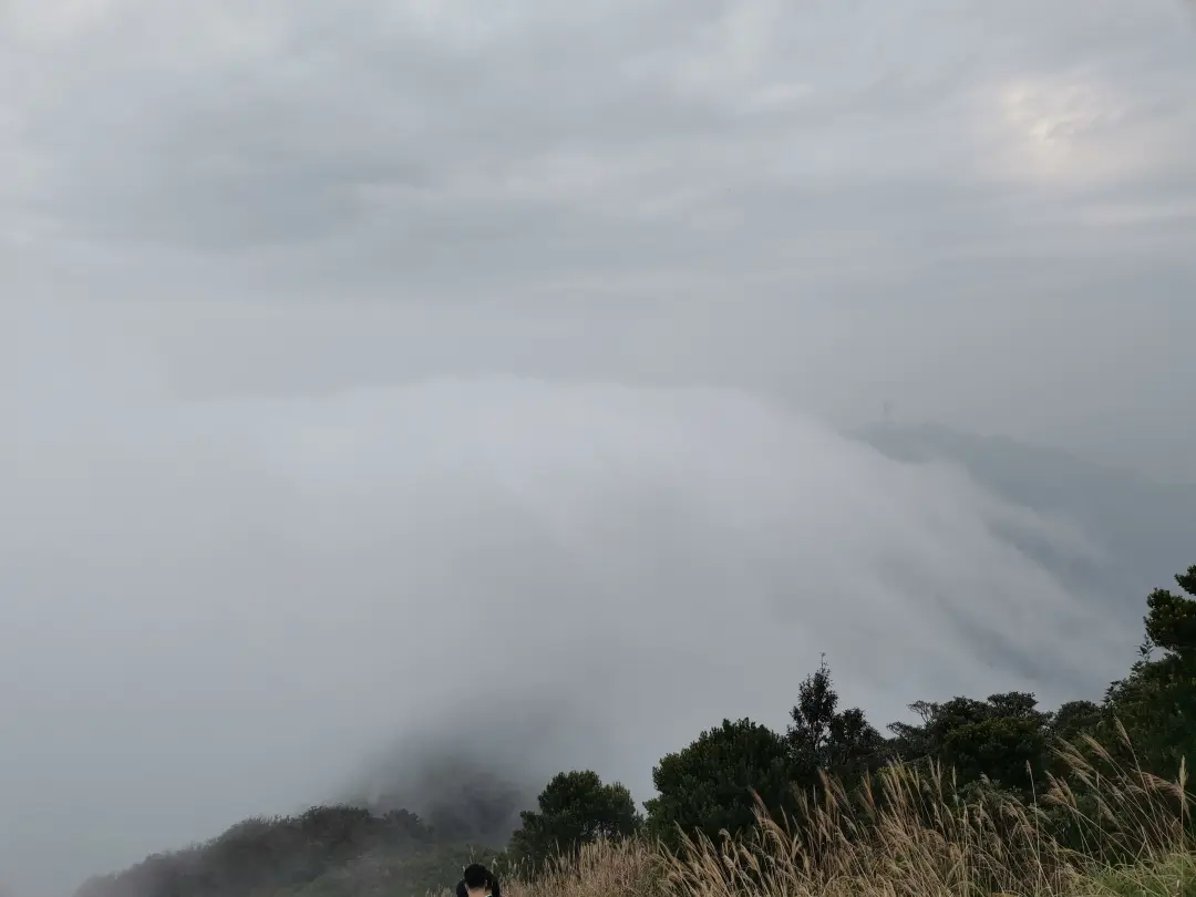 深圳梧桐山，翻涌的云海，满山的杜鹃花，今日份治愈来源它