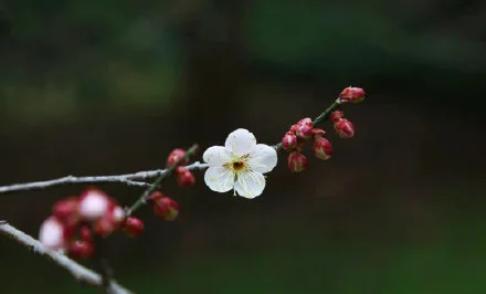 以梅为媒，金牛迎福