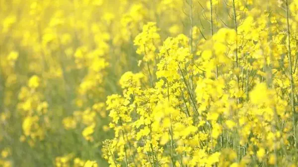 是变暖的信号没错！云南的花，开了