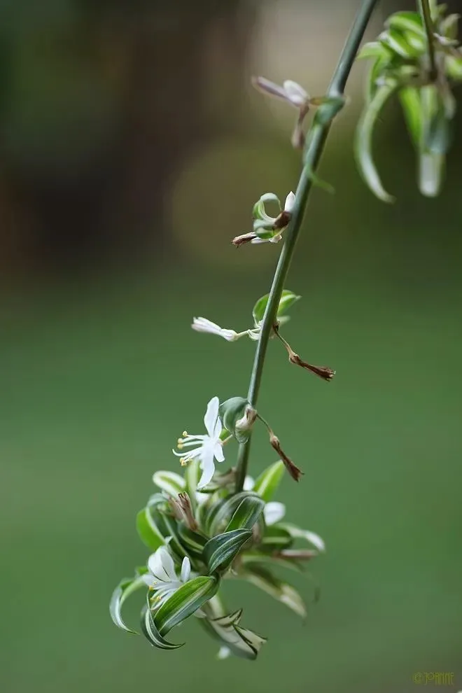 植说｜织一个深绿浅白的梦