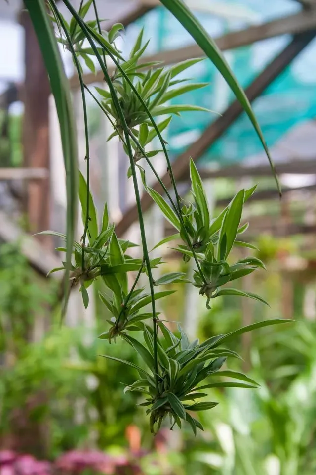 植说｜织一个深绿浅白的梦