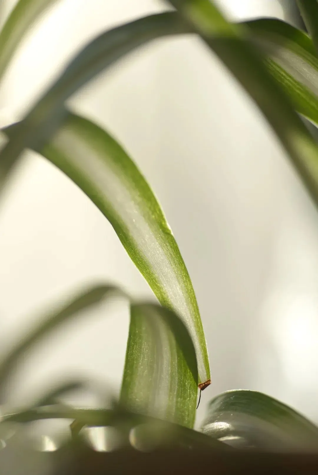 植说｜织一个深绿浅白的梦