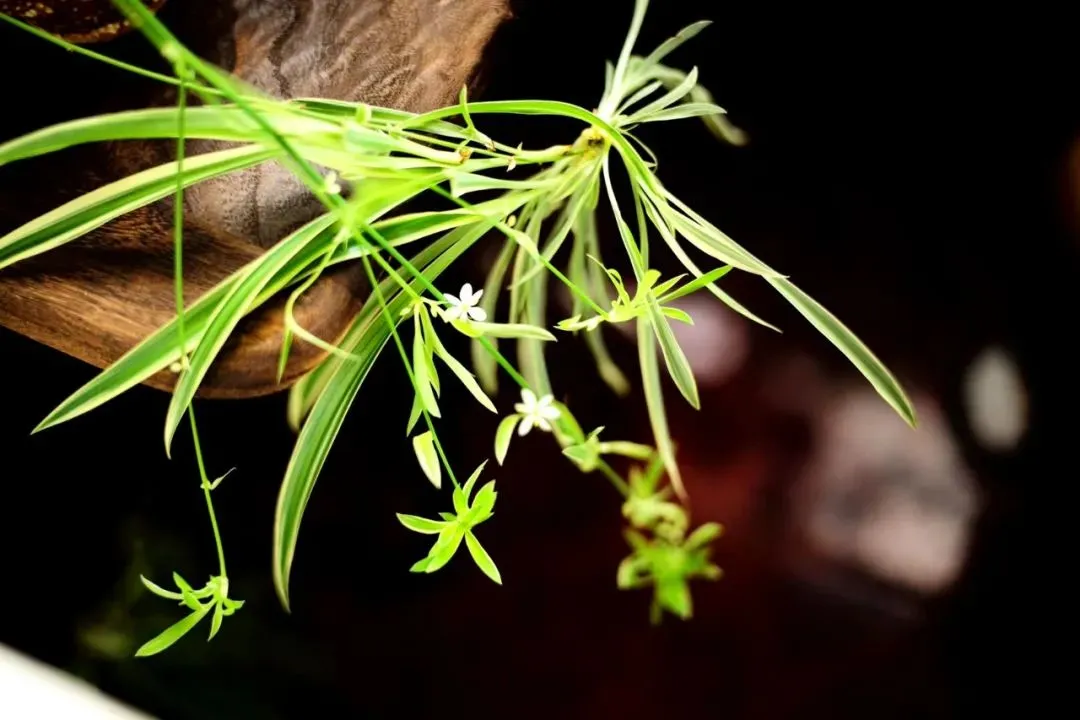 植说｜织一个深绿浅白的梦