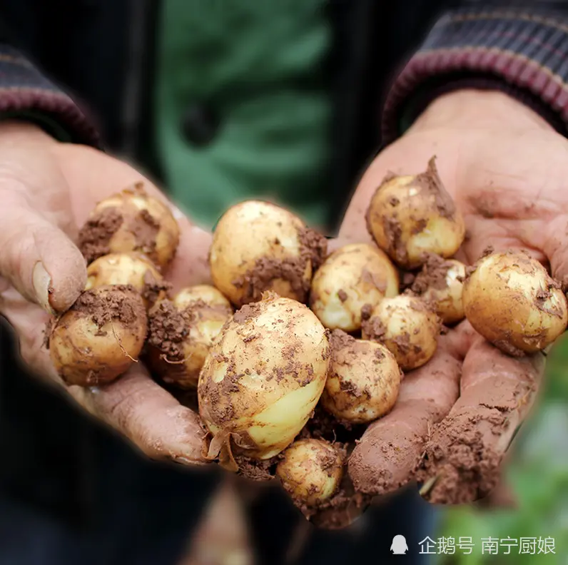 买土豆时，碰到这6种土豆建议别买，菜贩子都不吃，教你一眼分辨