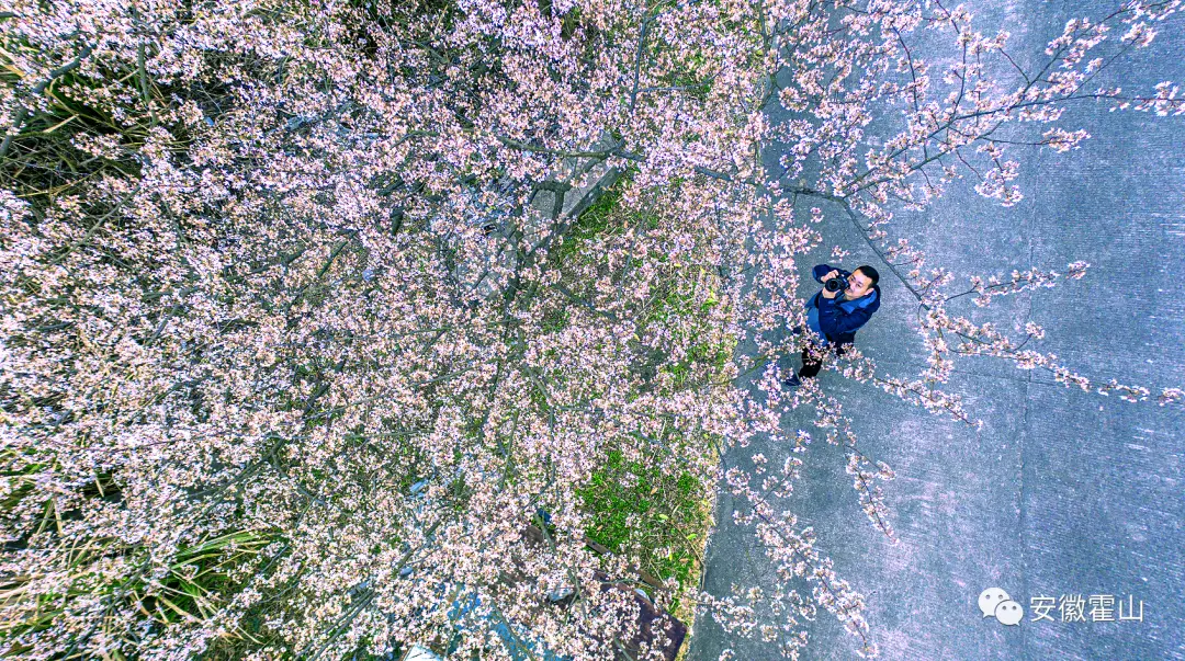 山花烂漫佛子岭