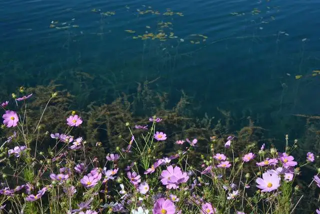 丽江：泸湖秋水间，隐隐浸芙蓉