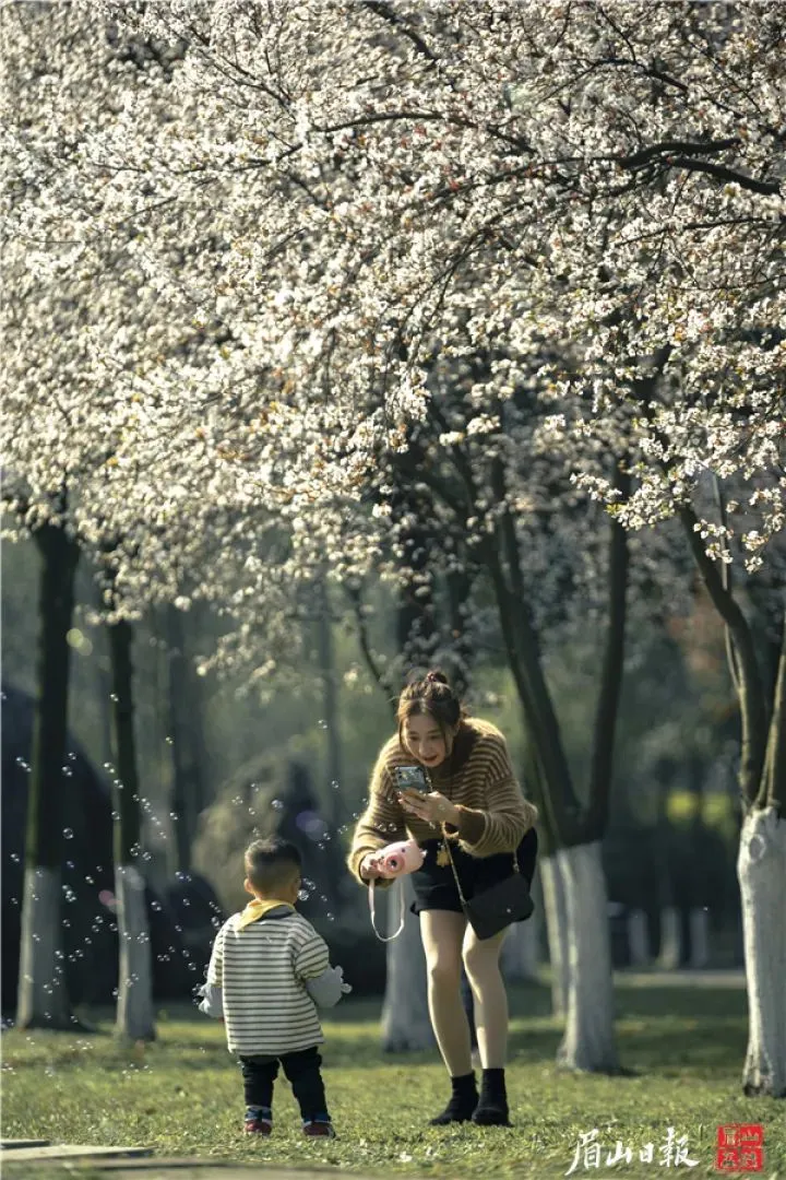 花开眉山，你真美呀～