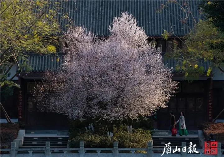 花开眉山，你真美呀～