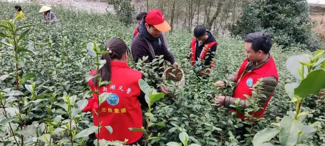 又是一年采茶忙 淳警茶下话安全