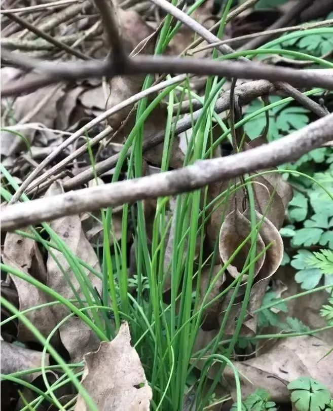 如果你看到通城这种野草，请赶快……