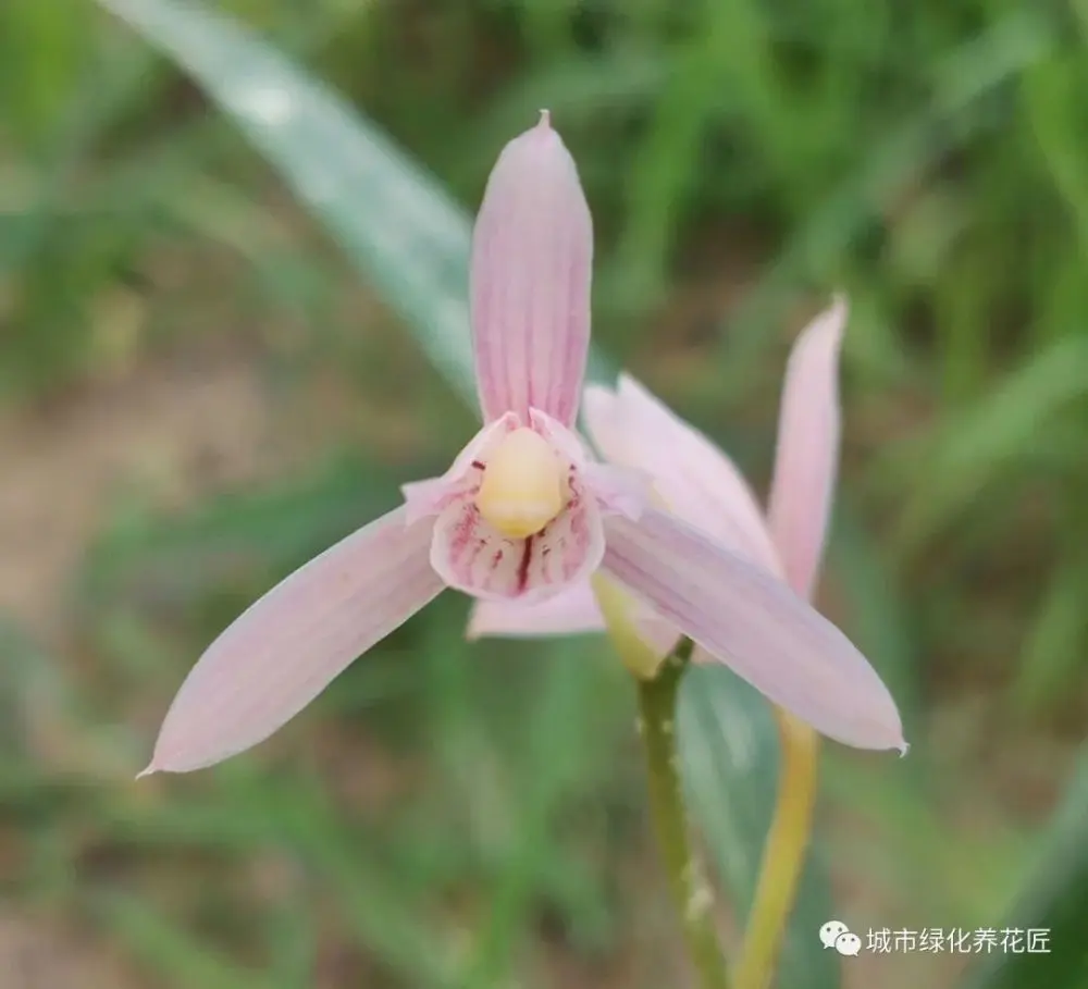 建兰捂老芦头憋芽成功以后怎么养？不要忽略一个重点，小心白忙活