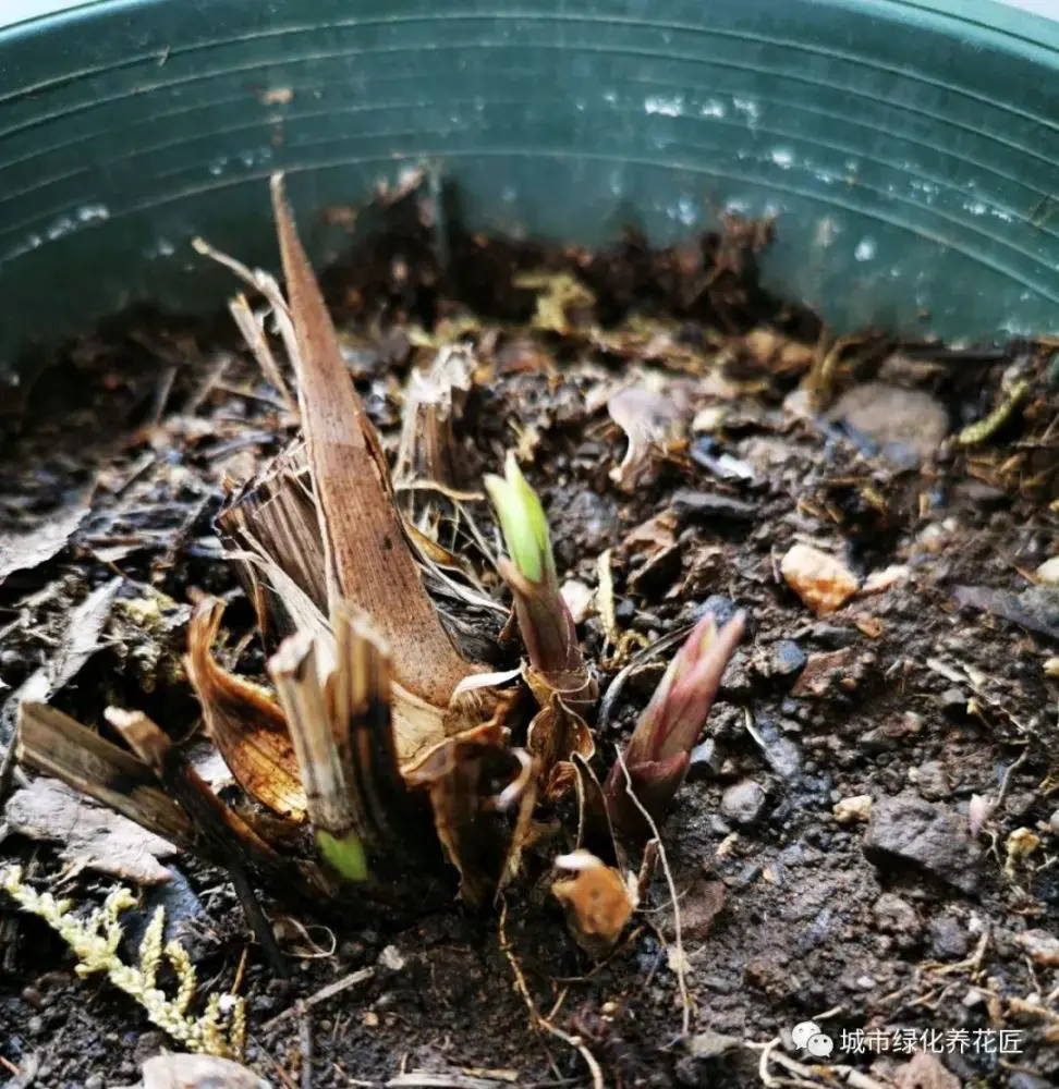 建兰捂老芦头憋芽成功以后怎么养？不要忽略一个重点，小心白忙活