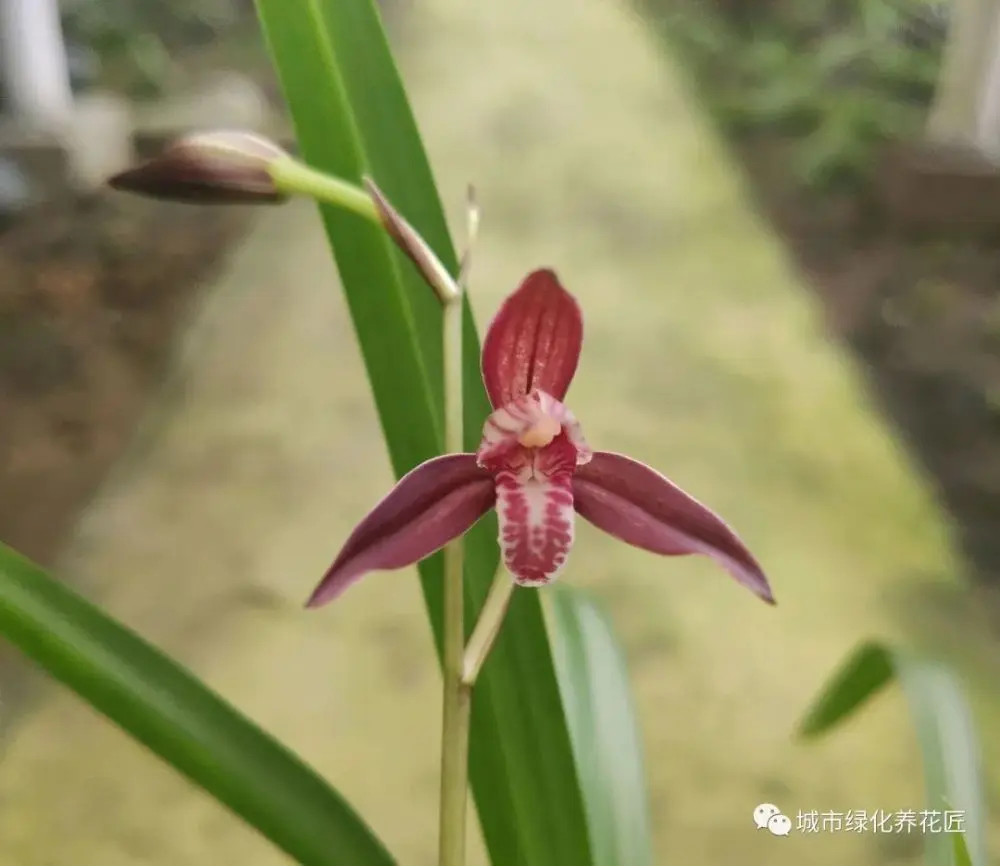 建兰捂老芦头憋芽成功以后怎么养？不要忽略一个重点，小心白忙活