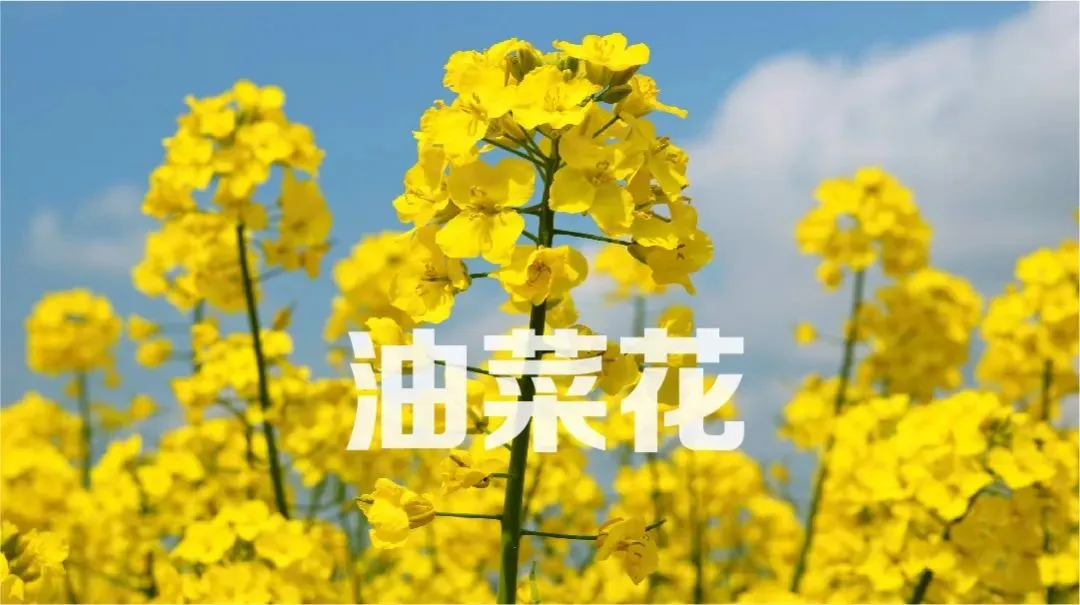 听说，2021年你很招桃花！