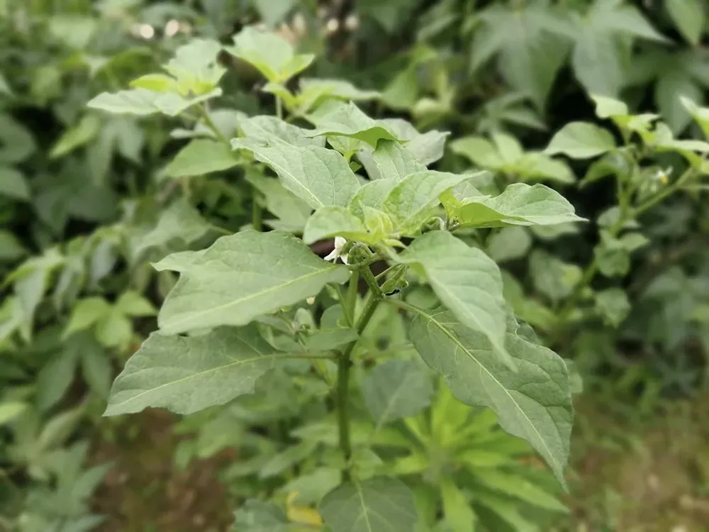 野外见到这种“野葡萄”，请别连根采挖，价值很高，不允许破坏了