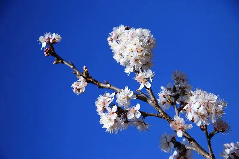 楚雄武定山居村：樱桃花开春意浓