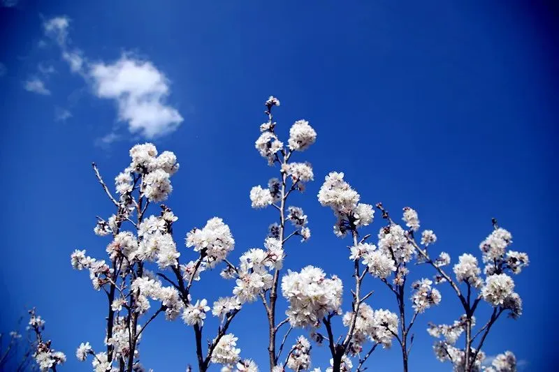 楚雄武定山居村：樱桃花开春意浓