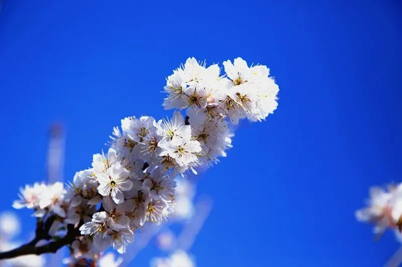 楚雄武定山居村：樱桃花开春意浓