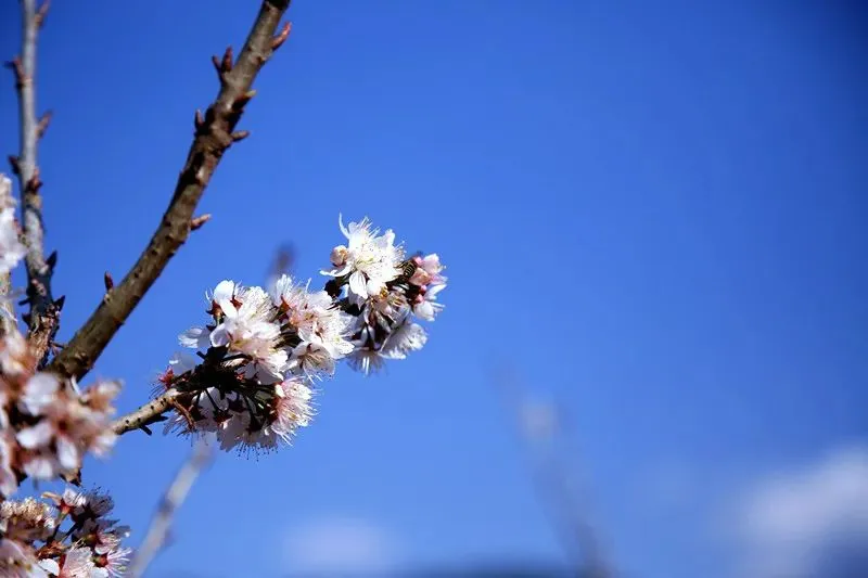 楚雄武定山居村：樱桃花开春意浓