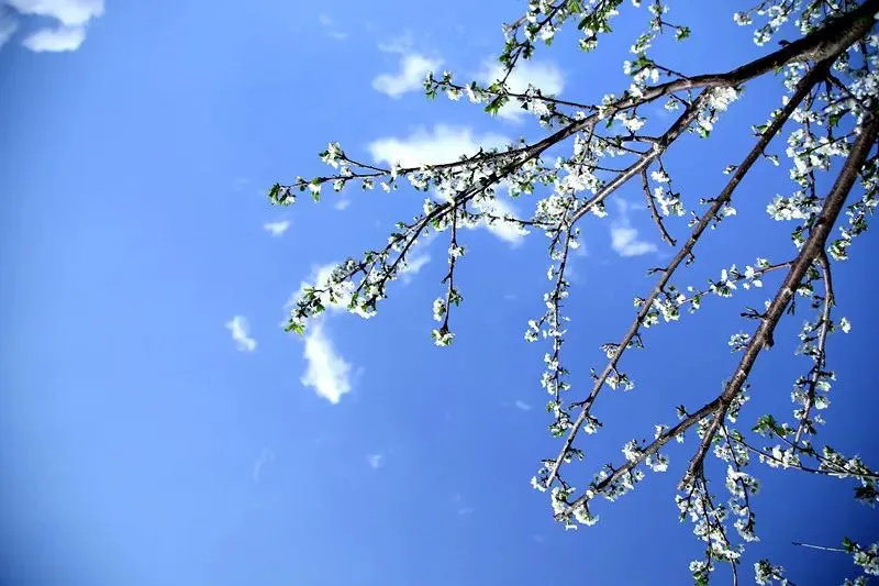 楚雄武定山居村：樱桃花开春意浓