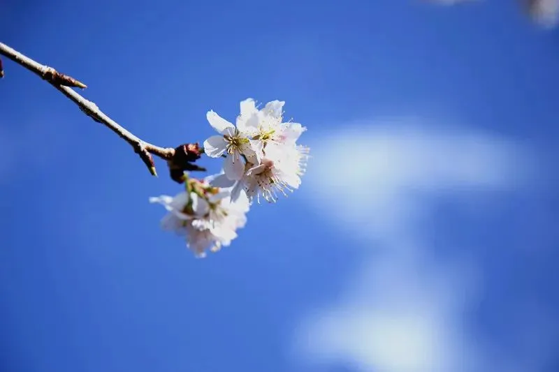 楚雄武定山居村：樱桃花开春意浓