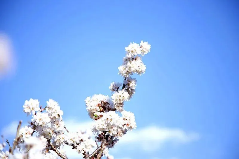 楚雄武定山居村：樱桃花开春意浓