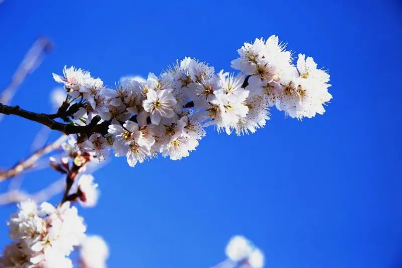 楚雄武定山居村：樱桃花开春意浓