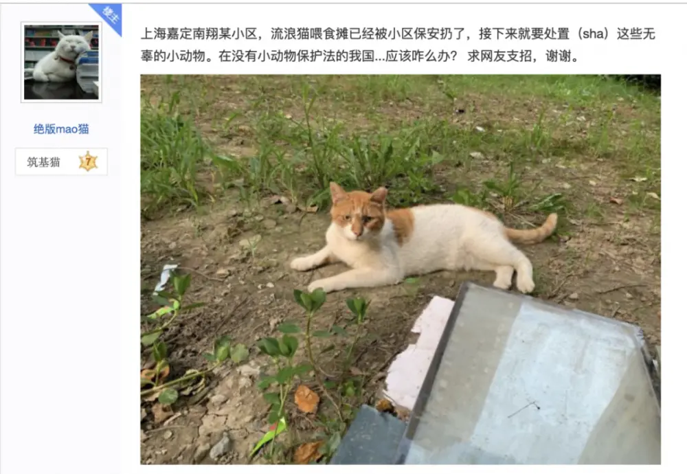 你给流浪猫猫的爱，带来的是不是互相伤害？